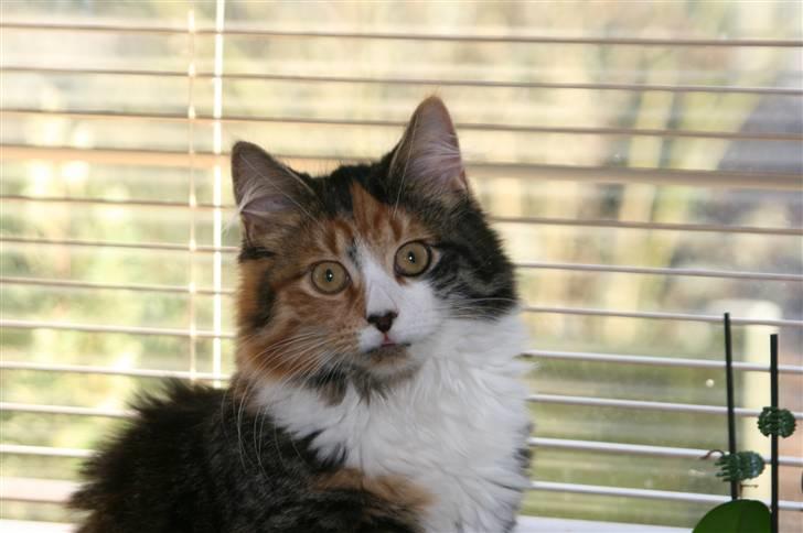 Blanding af racer Sif billede 7