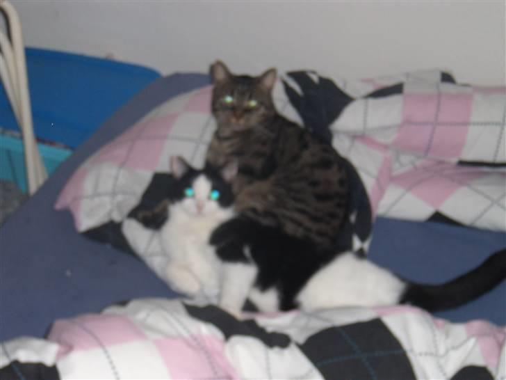 Huskat Thor - her ligger mig og maja og putter... hun er sød ;D billede 14