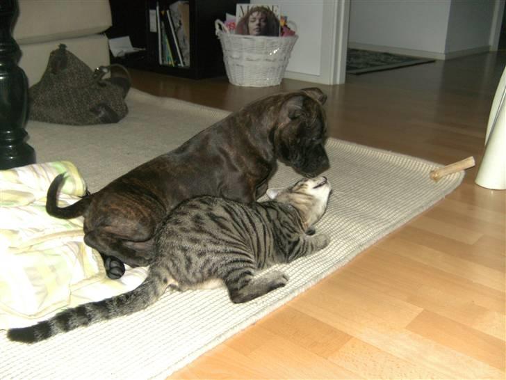 Blanding af racer Chico - Kys Kys billede 13