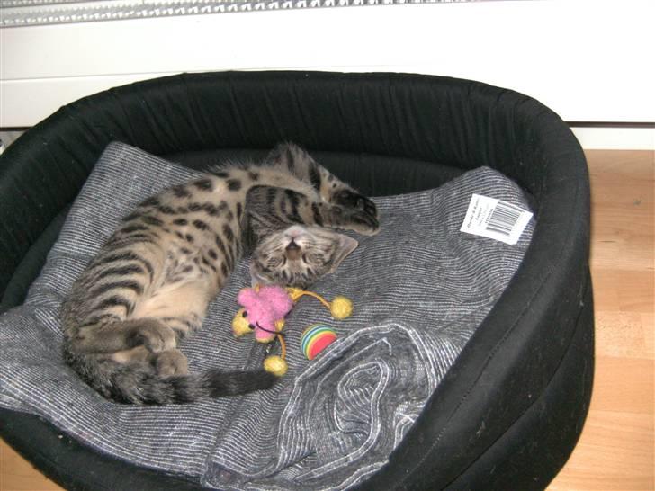 Blanding af racer Chico - Her flyder Chico ud i Manses seng:)  billede 15