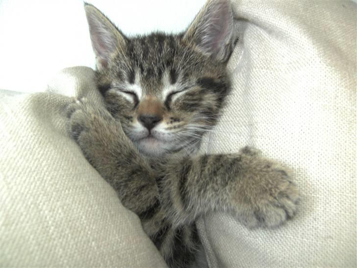 Blanding af racer Chico - Det er jo de mest underlige måder han falder i søvn på:) billede 16