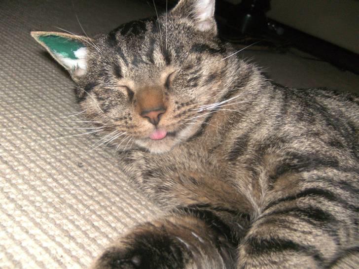 Blanding af racer Chico - Chico har lige været hos Dyrlægen. Puha man er helt udkørt. billede 17