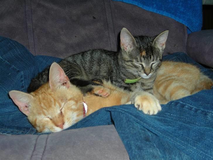 Huskat garfield ( er løbet væk) billede 7