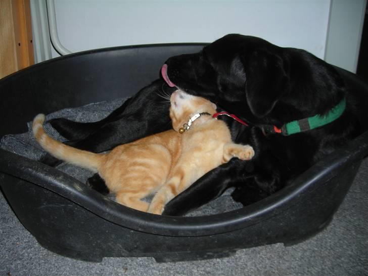 Huskat garfield ( er løbet væk) billede 8