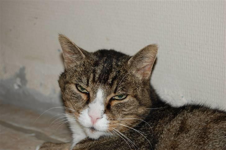 Blanding af racer Valerno Valdema. - Velkommen til Valle´s profil læg gerne en kommentar og en bedømmelse.. billede 1