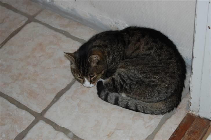 Blanding af racer Valerno Valdema. billede 2