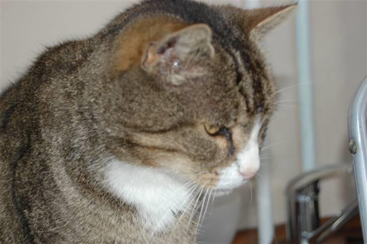 Blanding af racer Valerno Valdema. billede 3