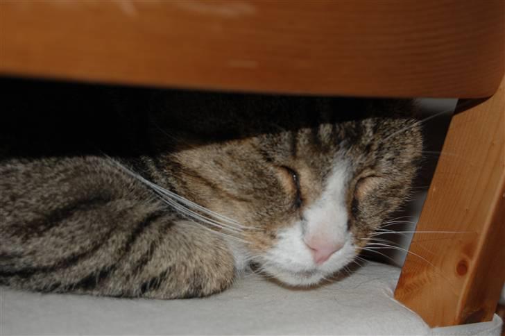 Blanding af racer Valerno Valdema. billede 4