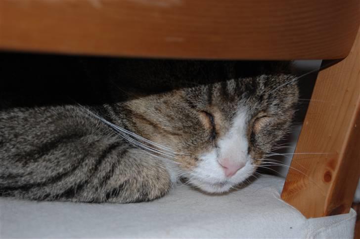 Blanding af racer Valerno Valdema. billede 5