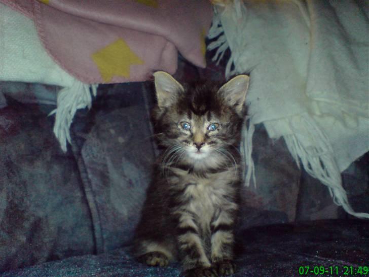 Blanding af racer Simba  Harboe - Mig som lille billede 9