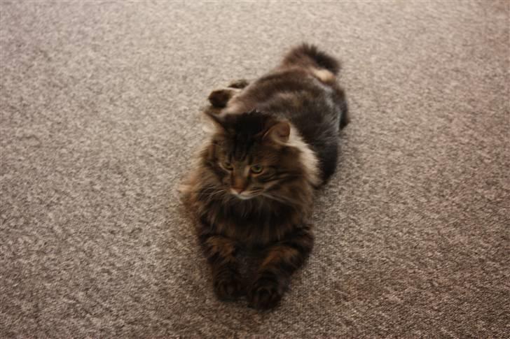 Blanding af racer Simba  Harboe - Ligger bare her lidt billede 10