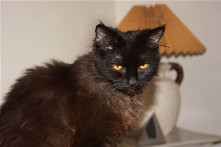 Blanding af racer Buster Nielsen - hej billede 4