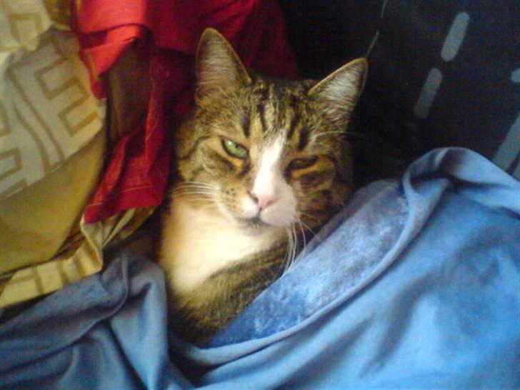 Huskat Sascha (Snus) - Her har jeg puttet et lille tæppe over hende, da jeg synes at det ville se sødt ud på billedet.  billede 1