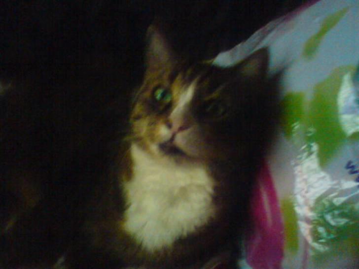 Huskat Sascha (Snus) - Her finder Snus ud af der bliver taget et billede af hende, så hun ser lidt mærkelig ud på billedet.  billede 2