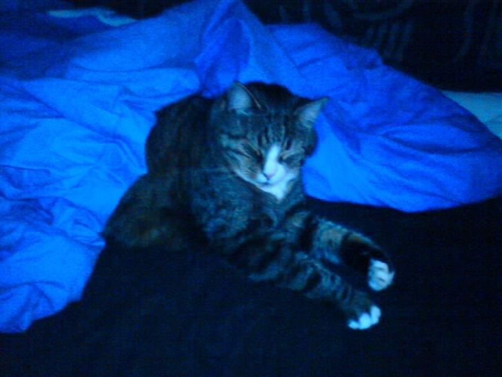 Huskat Sascha (Snus) - Det her er taget sent om aftenen, da jeg var på vej i seng. Snus havde simpelthen sniget sig under min dyne, og lå og puttede rigtig godt.  billede 3