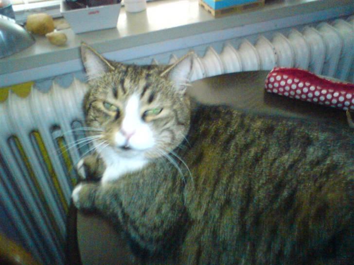 Huskat Sascha (Snus) - Her har vi min dejlige kat Snus, der ser lidt mærkelig ud, da hun elsker at blive børstet, og hvis man først er begyndt, så vil ikke have at man stopper.  billede 4