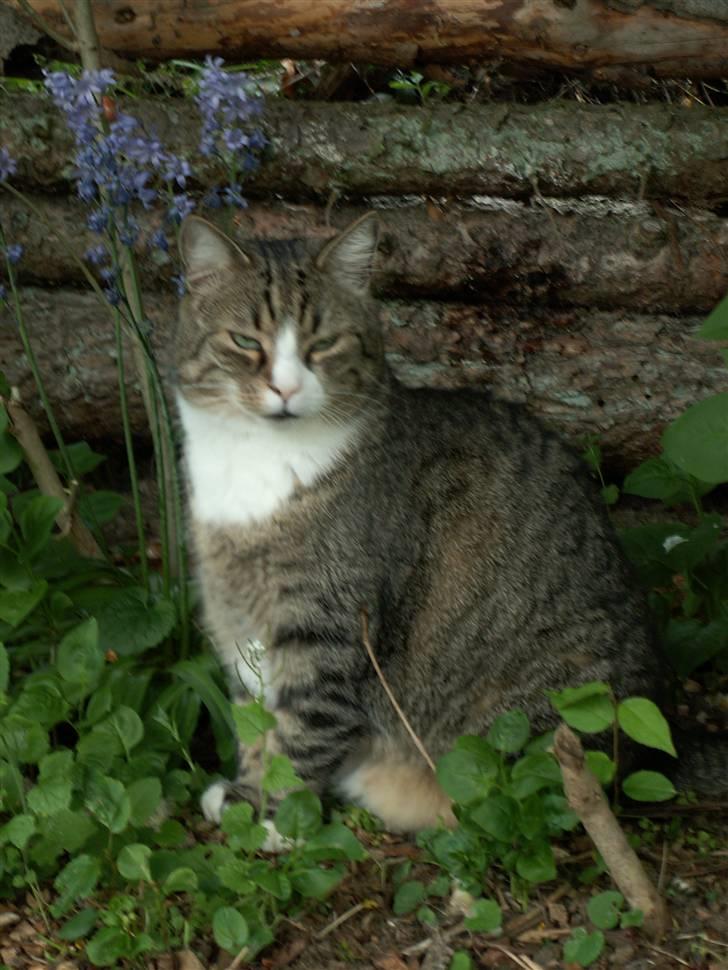 Huskat Sascha (Snus) - Det her billede er taget sidste sommer, ude i vores have, hvor hun sidder og poserer så flot.  billede 5