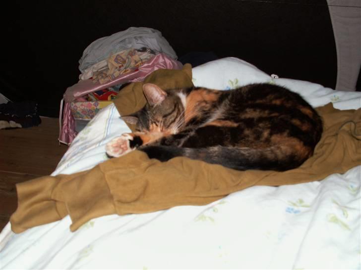 Huskat Rita - Her ligger Rita stille og roligt inde i mine forældres seng, og sover trykt og godt..  billede 6