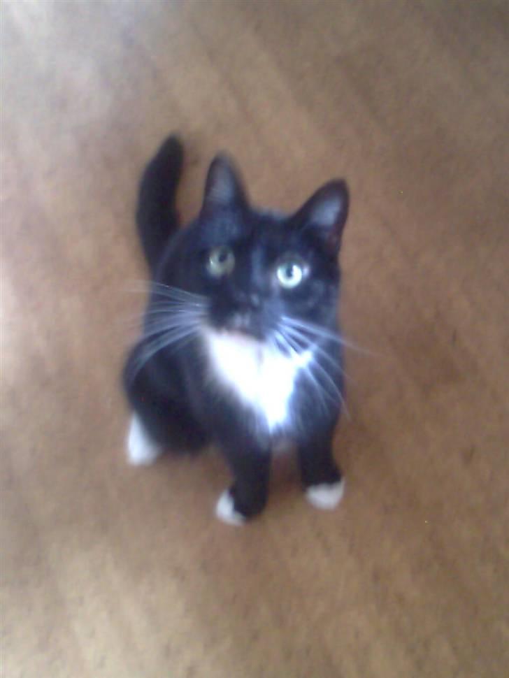 Huskat Sorte *R.I.P* billede 6