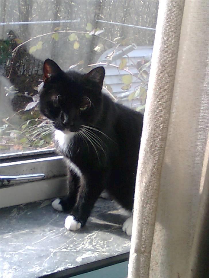 Huskat Sorte *R.I.P* billede 7