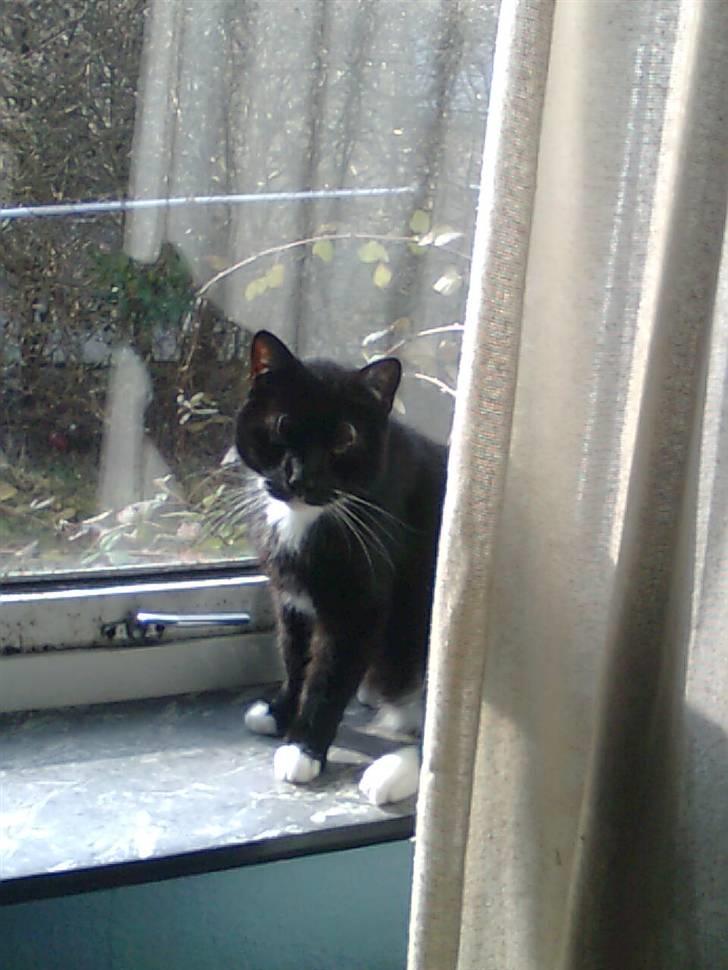 Huskat Sorte *R.I.P* billede 8