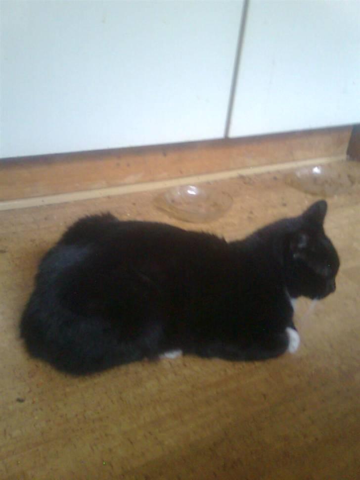 Huskat Sorte *R.I.P* billede 9