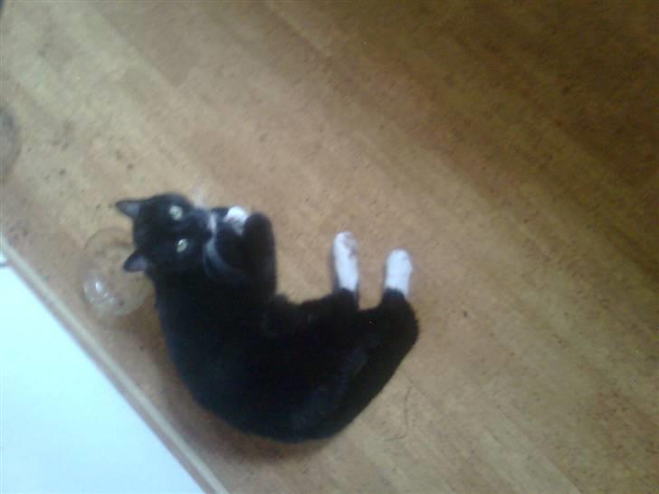 Huskat Sorte *R.I.P* billede 10