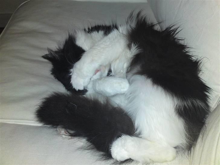 Maine Coon Oliver *solgt* billede 7