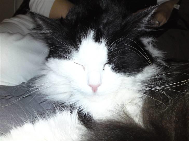 Maine Coon Oliver *solgt* billede 8