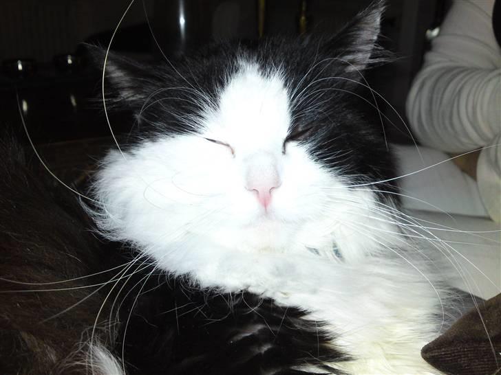 Maine Coon Oliver *solgt* billede 9