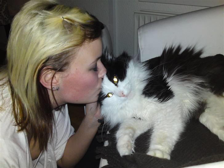 Maine Coon Oliver *solgt* billede 10