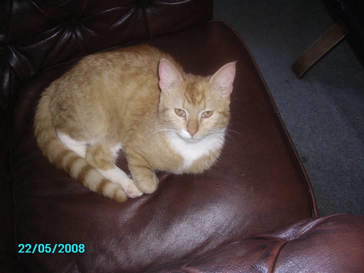 Huskat pav billede 1