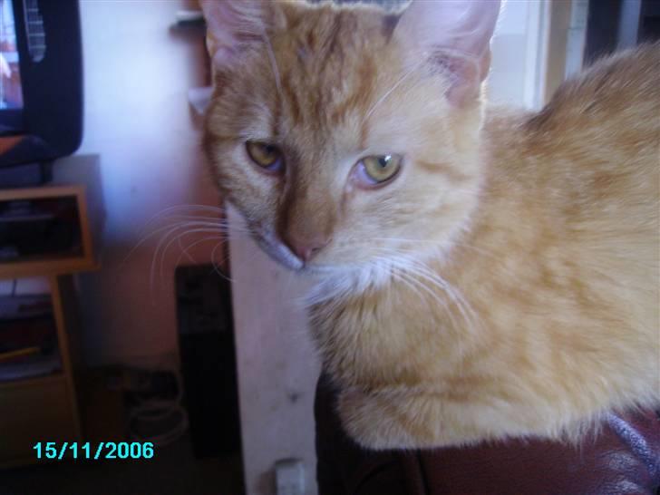 Huskat pav billede 2