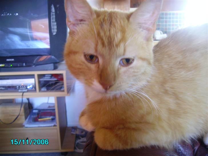 Huskat pav billede 3