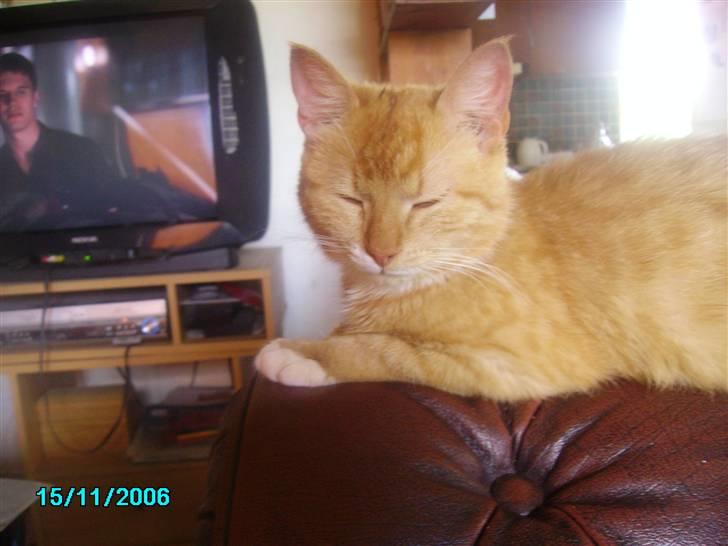 Huskat pav billede 4