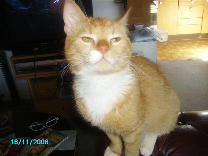 Huskat pav billede 5