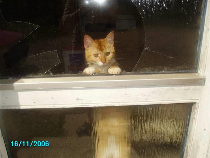 Huskat pav billede 6