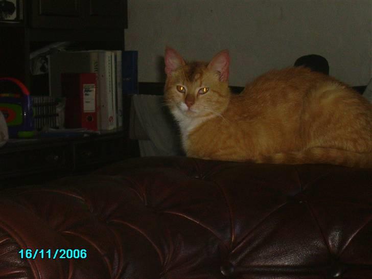 Huskat pav billede 7