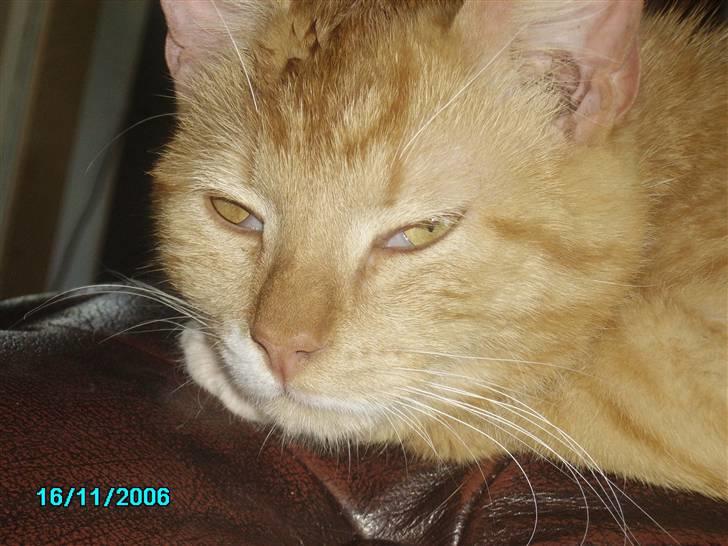 Huskat pav billede 8