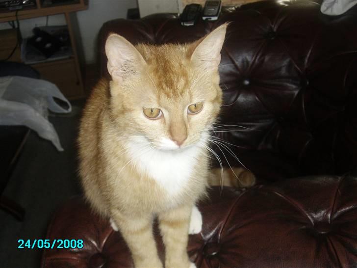 Huskat pav billede 9