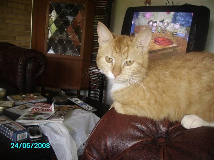 Huskat pav billede 10