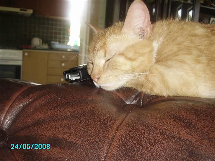 Huskat pav billede 11