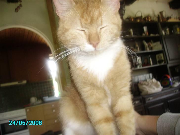 Huskat pav billede 12