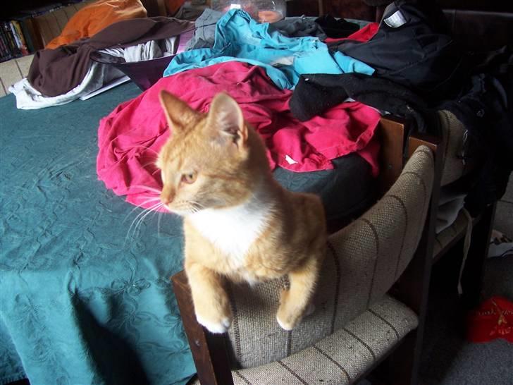 Huskat pav billede 13