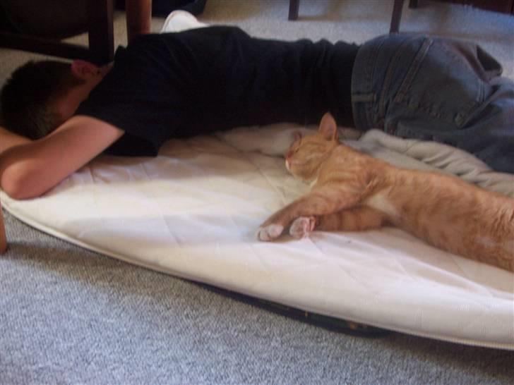 Huskat pav billede 14