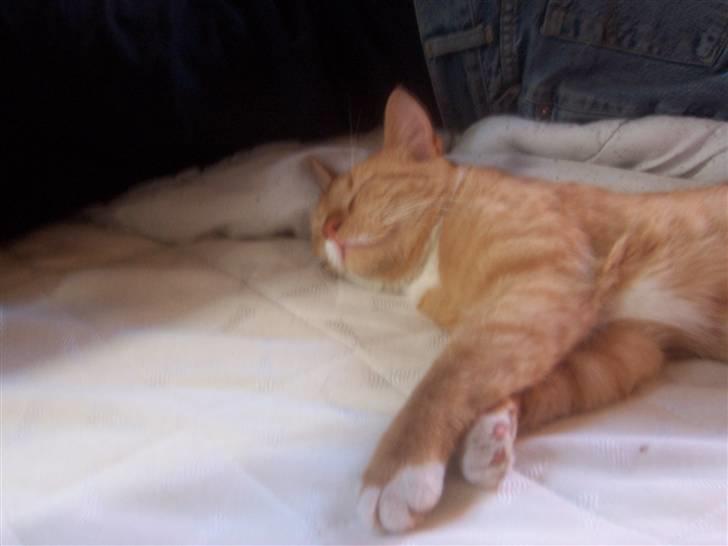 Huskat pav billede 15