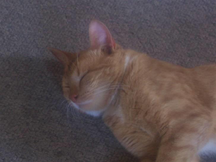 Huskat pav billede 16