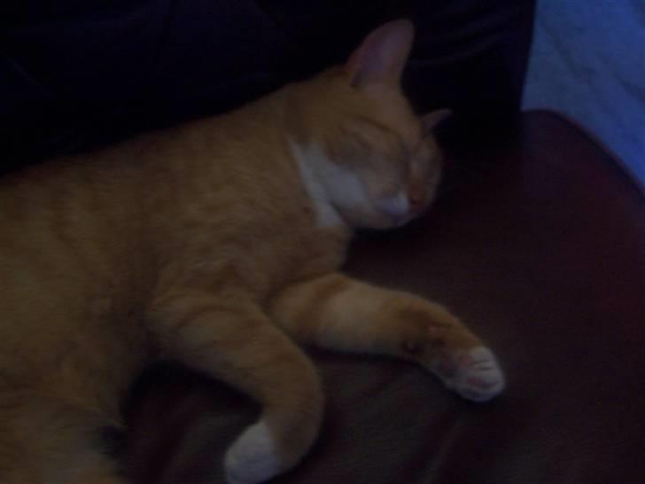 Huskat pav billede 17