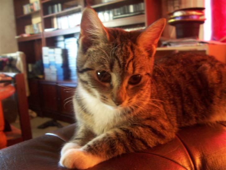 Huskat mille billede 1