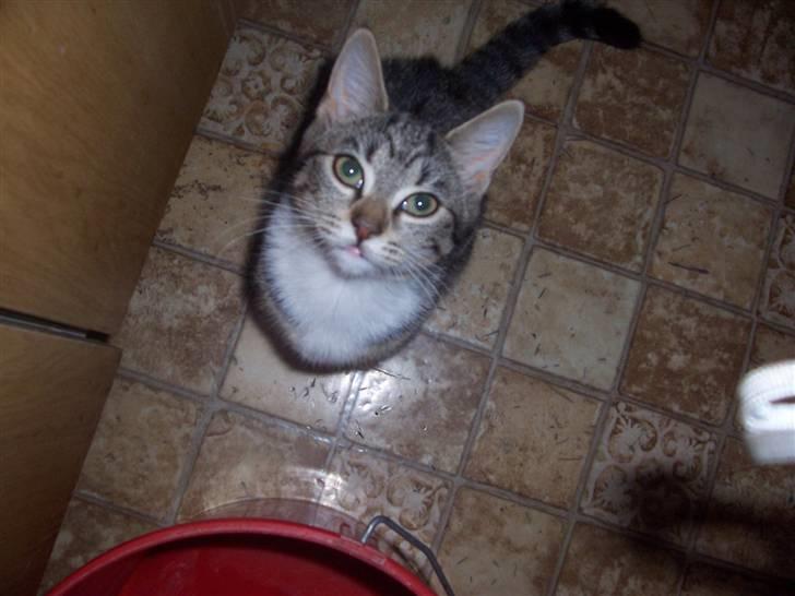 Huskat mille billede 2